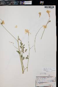 Aquilegia micrantha image