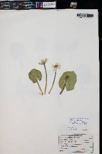 Caltha leptosepala image