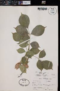 Staphylea trifolia image