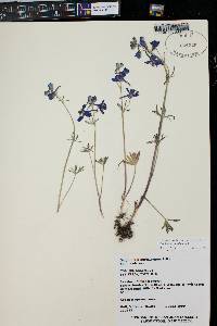 Delphinium nuttallianum image