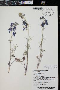 Delphinium nuttallianum image