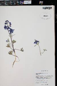 Delphinium nuttallianum image