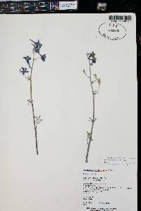 Delphinium nuttallianum image