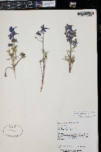 Delphinium nuttallianum image