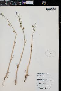 Delphinium parishii image