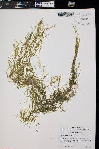 Potamogeton spirillus image