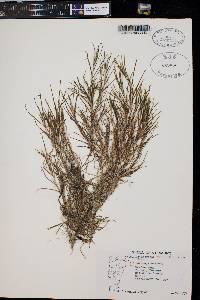 Potamogeton strictifolius image