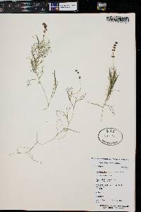 Stuckenia filiformis image