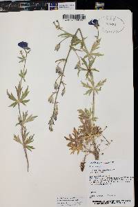 Aconitum columbianum var. columbianum image