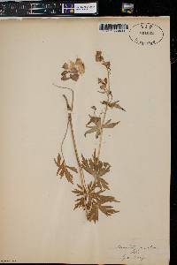 Aconitum uncinatum image