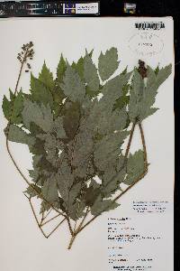 Actaea rubra subsp. arguta image