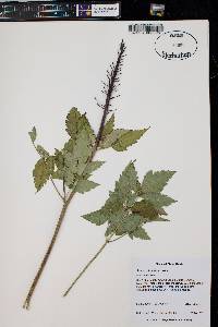 Actaea rubra image