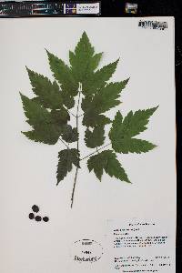 Actaea rubra image