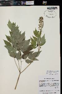 Actaea rubra subsp. arguta image