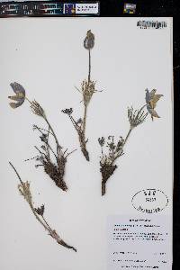 Pulsatilla patens image