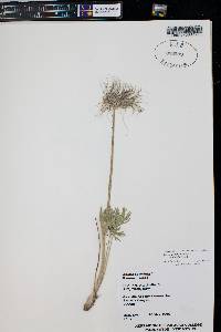 Pulsatilla patens image