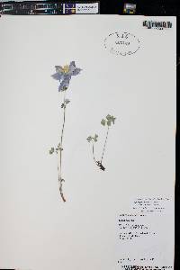 Aquilegia coerulea image