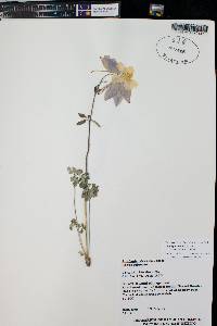 Aquilegia coerulea image