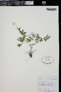 Aquilegia desolaticola image