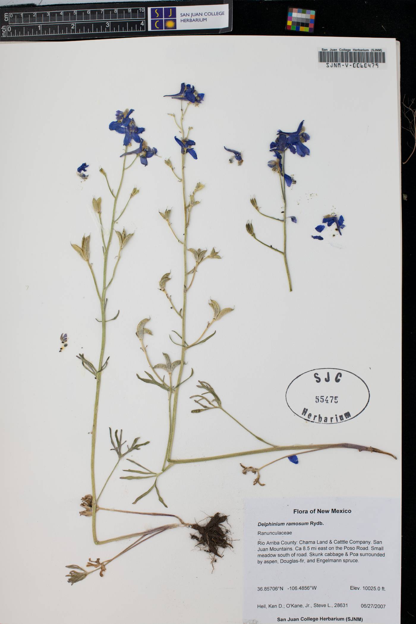 Delphinium ramosum image