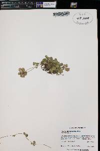 Ranunculus cymbalaria image