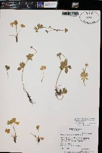 Ranunculus eschscholtzii image