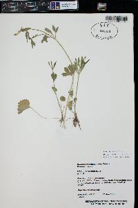 Ranunculus inamoenus subsp. inamoenus image