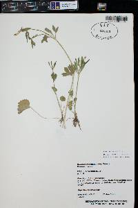 Ranunculus inamoenus image