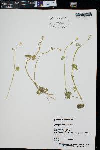 Ranunculus lapponicus image