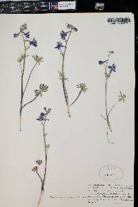 Delphinium nuttallianum image