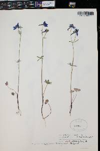 Delphinium nuttallianum image