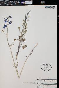 Delphinium nuttallianum image