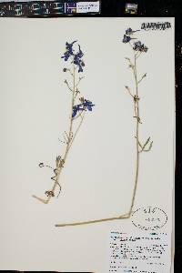 Delphinium nuttallianum image