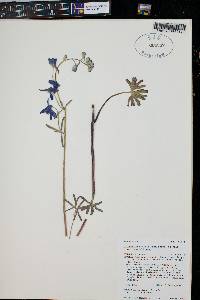 Delphinium nuttallianum image