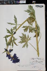 Delphinium barbeyi image