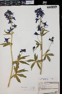 Delphinium barbeyi image