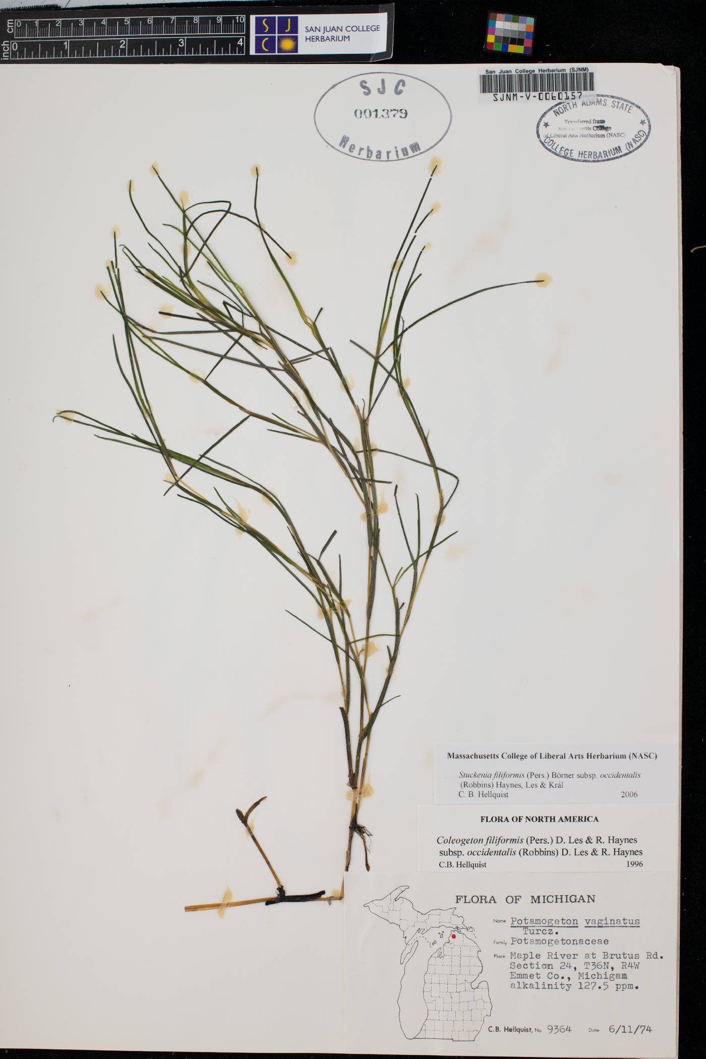 Potamogeton vaginatus image