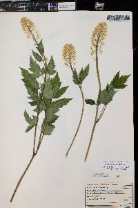 Actaea rubra image