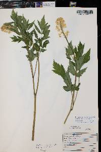 Actaea rubra image