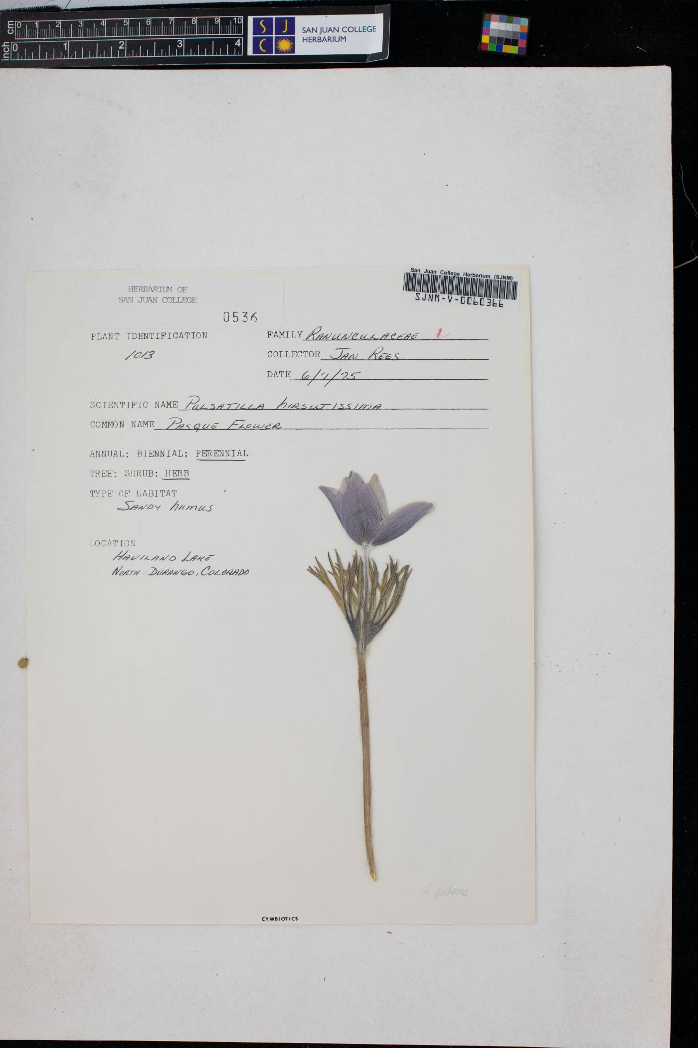 Pulsatilla patens subsp. multifida image