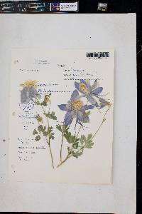 Aquilegia coerulea image