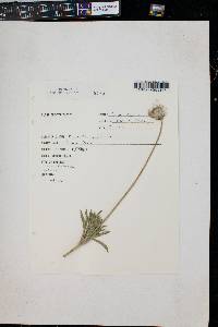 Pulsatilla patens image