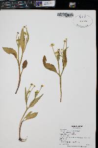 Ranunculus alismifolius image