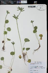 Ranunculus inamoenus image