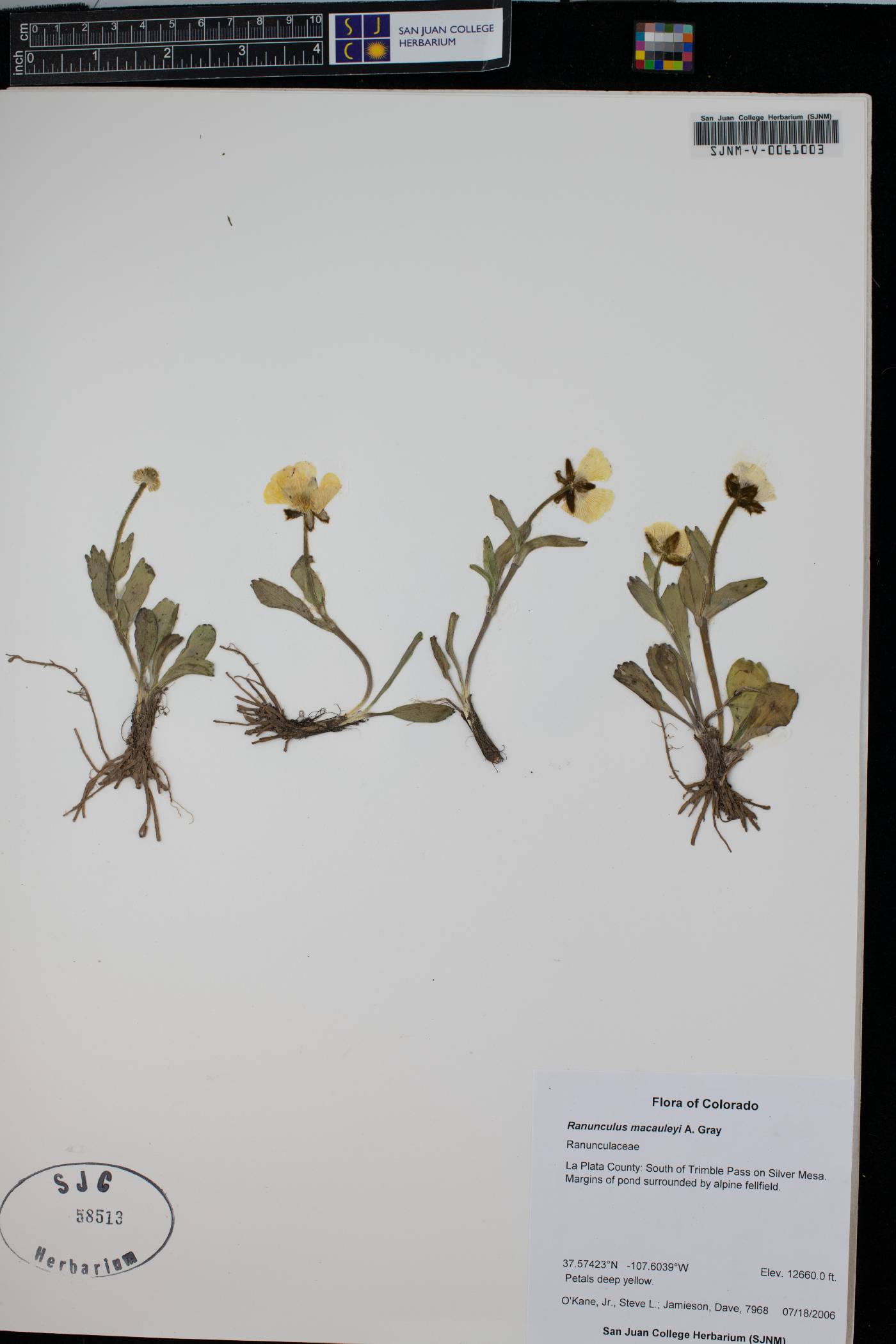 Ranunculus macauleyi image