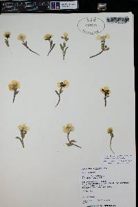 Ranunculus macauleyi image