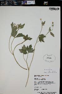 Ranunculus inamoenus subsp. inamoenus image