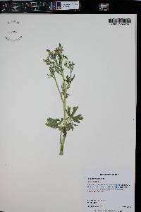 Ranunculus sceleratus image