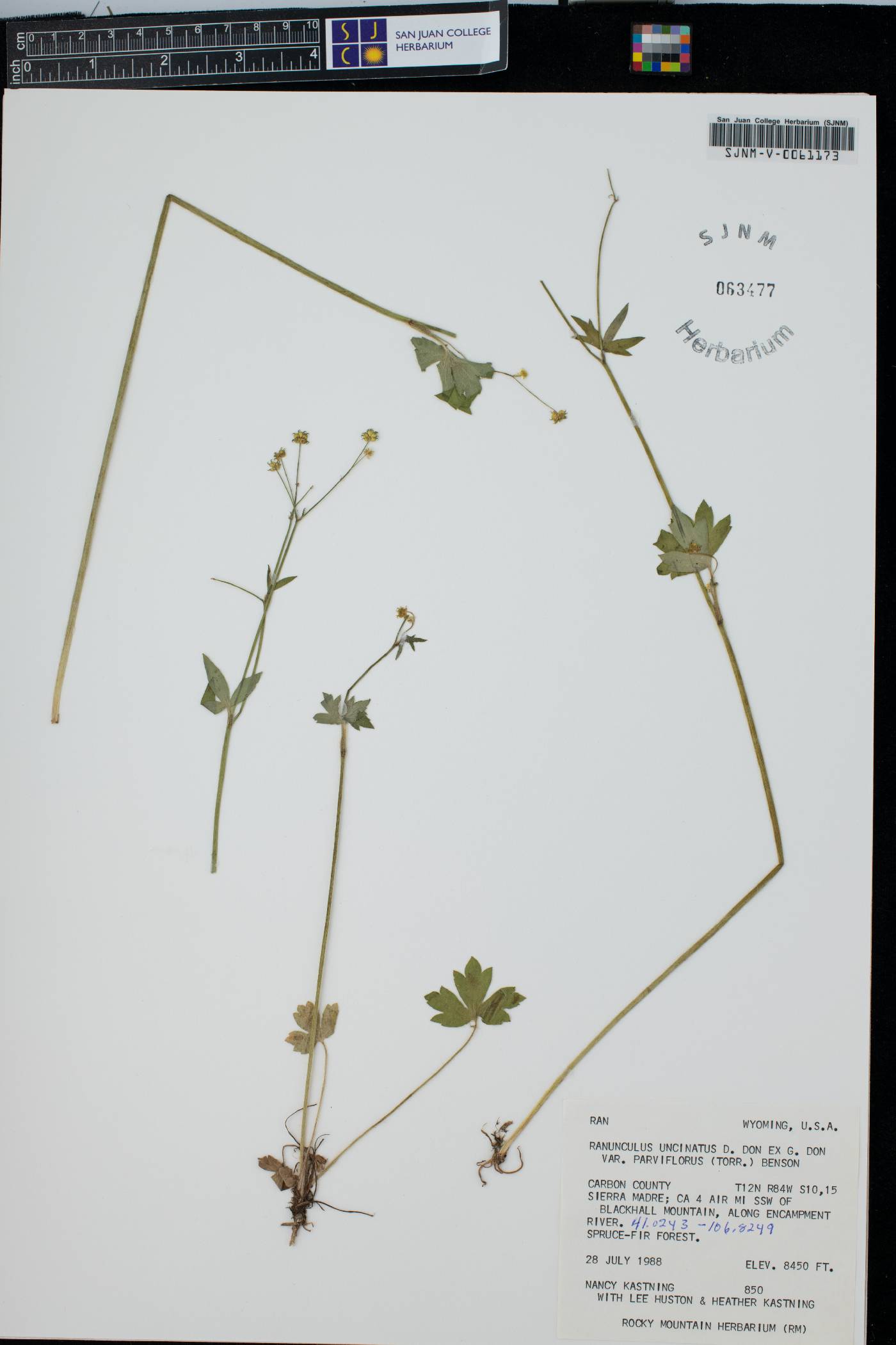 Ranunculus uncinatus image