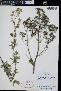 Thalictrum dasycarpum image